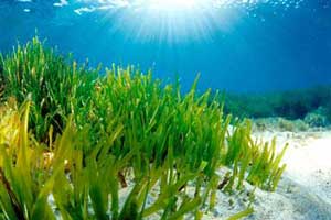 praderas posidonia