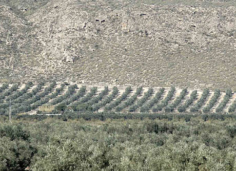 Olivos de Tabernas.